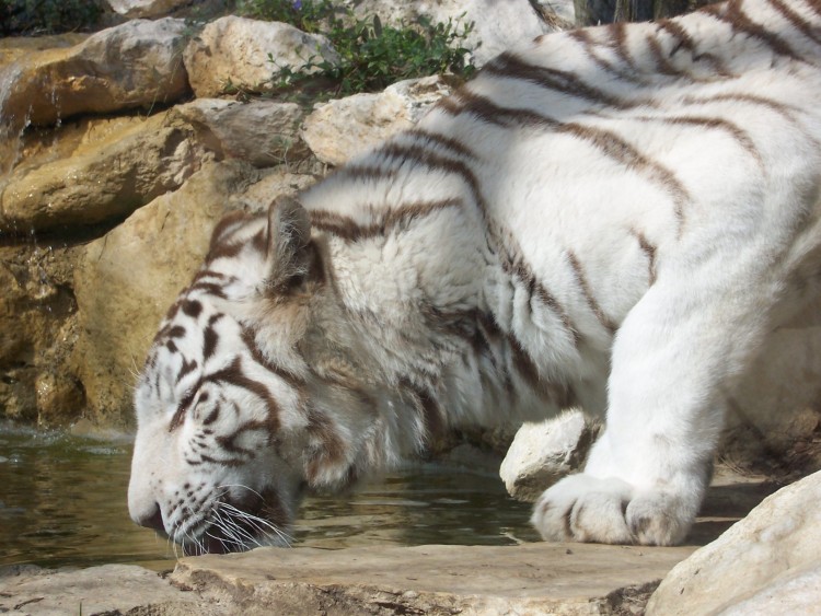 Fonds d'cran Animaux Flins - Tigres Tigre blanc