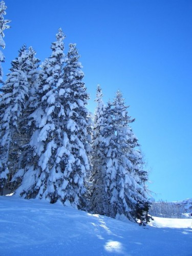 Wallpapers Nature Mountains Sapins enneigs