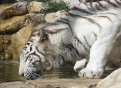 Fonds d'cran Animaux Tigre blanc