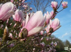 Fonds d'cran Nature Magnolia en fleur