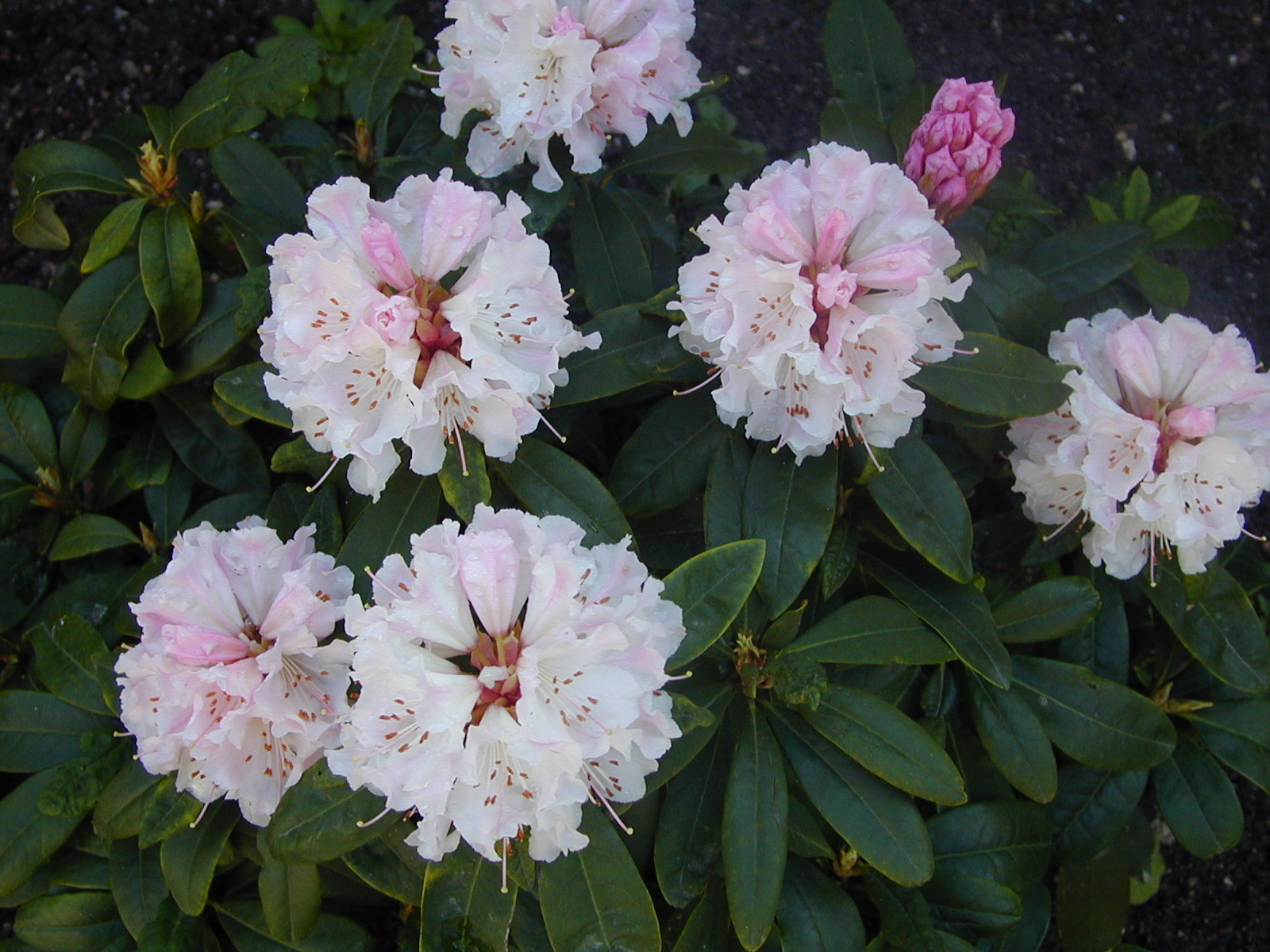 Fonds d'cran Nature Fleurs pour mon 