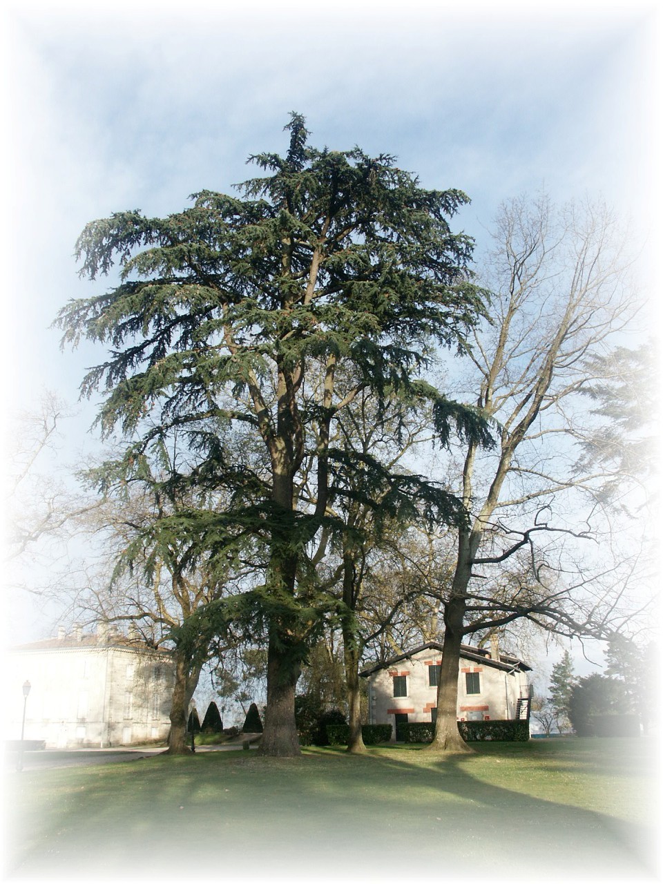 Fonds d'cran Nature Arbres - Forts Parc de Blanquefort