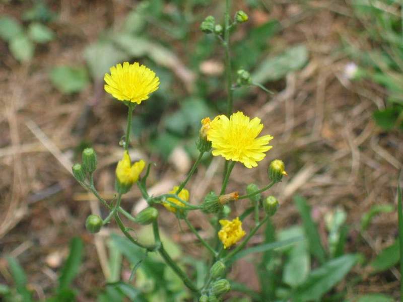 Fonds d'cran Nature Fleurs :)