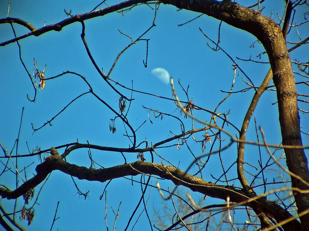 Fonds d'cran Nature Ciel - Nuages Bourgeon de Lune