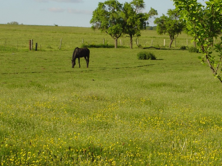 Fonds d'cran Animaux Chevaux bon apetit