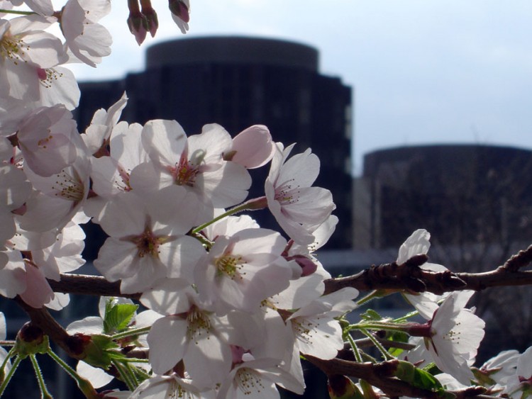 Fonds d'cran Nature Fleurs Le printemps