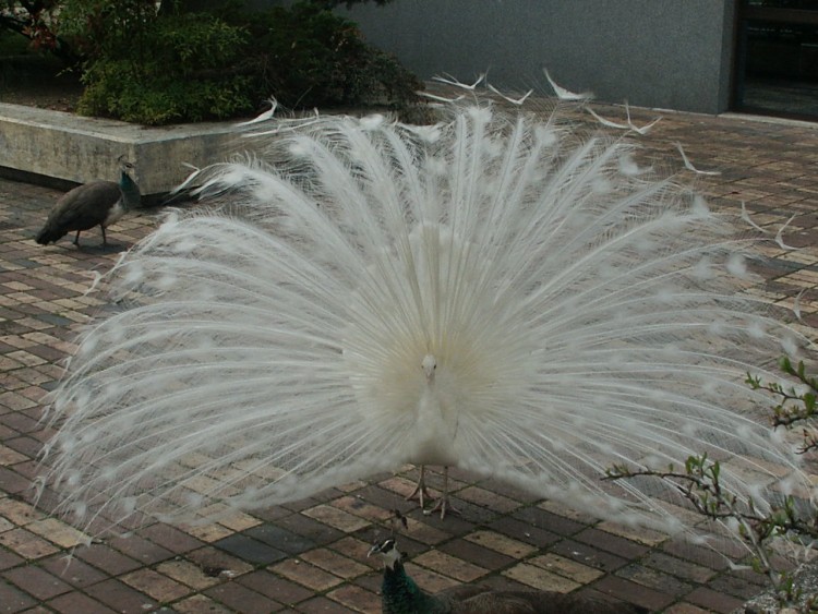 Wallpapers Animals Birds - Peacocks Paon amoureux