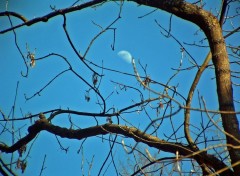 Fonds d'cran Nature Bourgeon de Lune