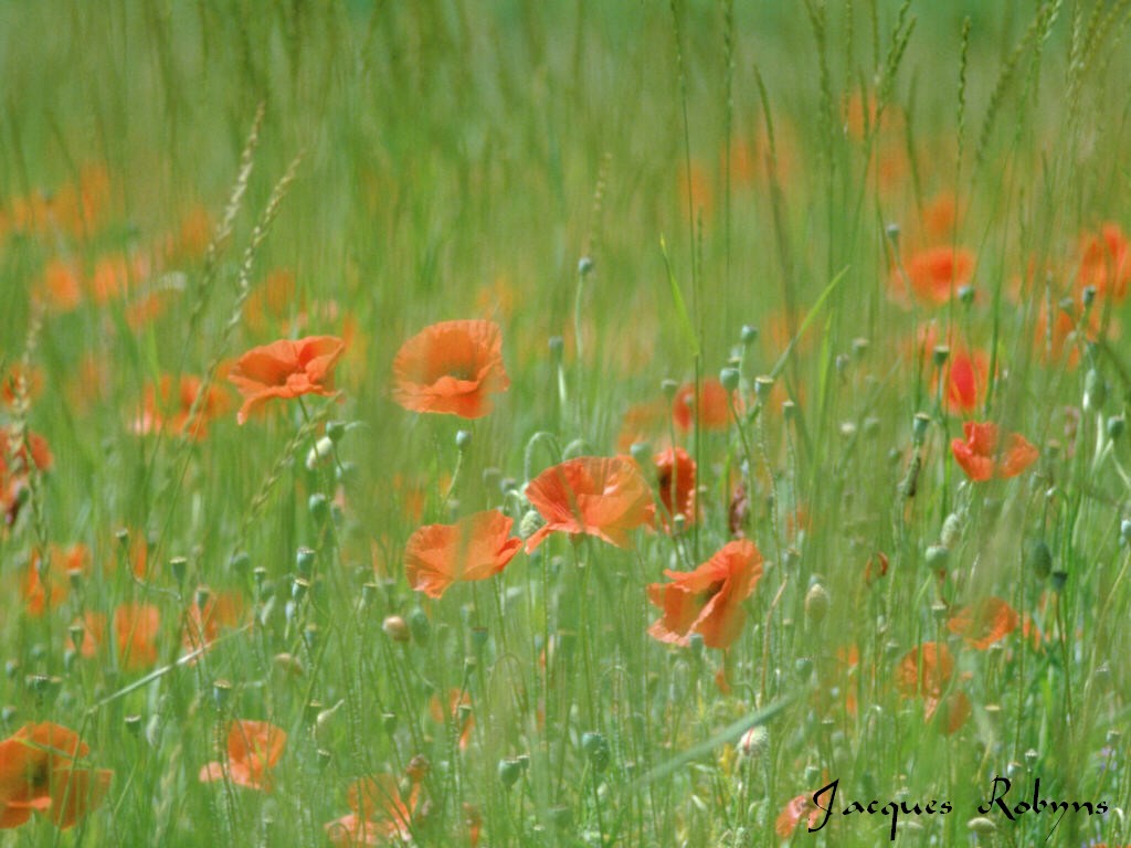 Fonds d'cran Nature Fleurs Coquelicots2