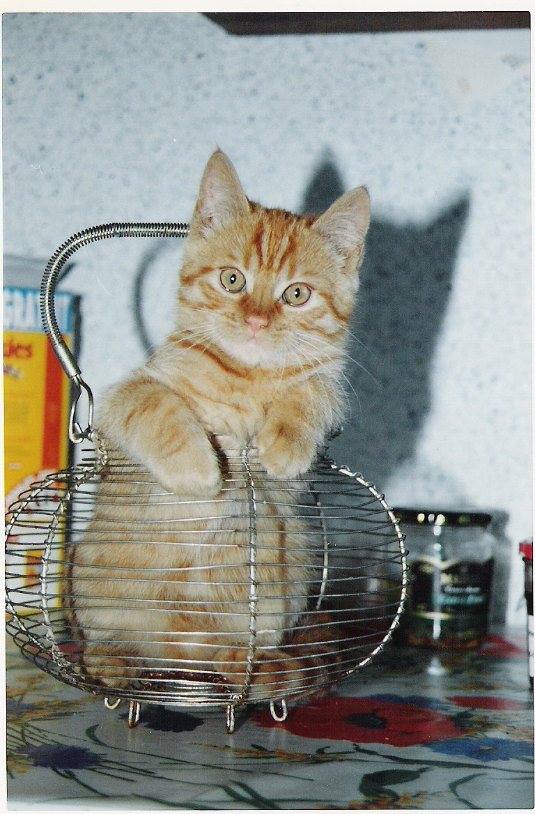 Wallpapers Animals Cats - Kittens Garfield dans le panier  salade !