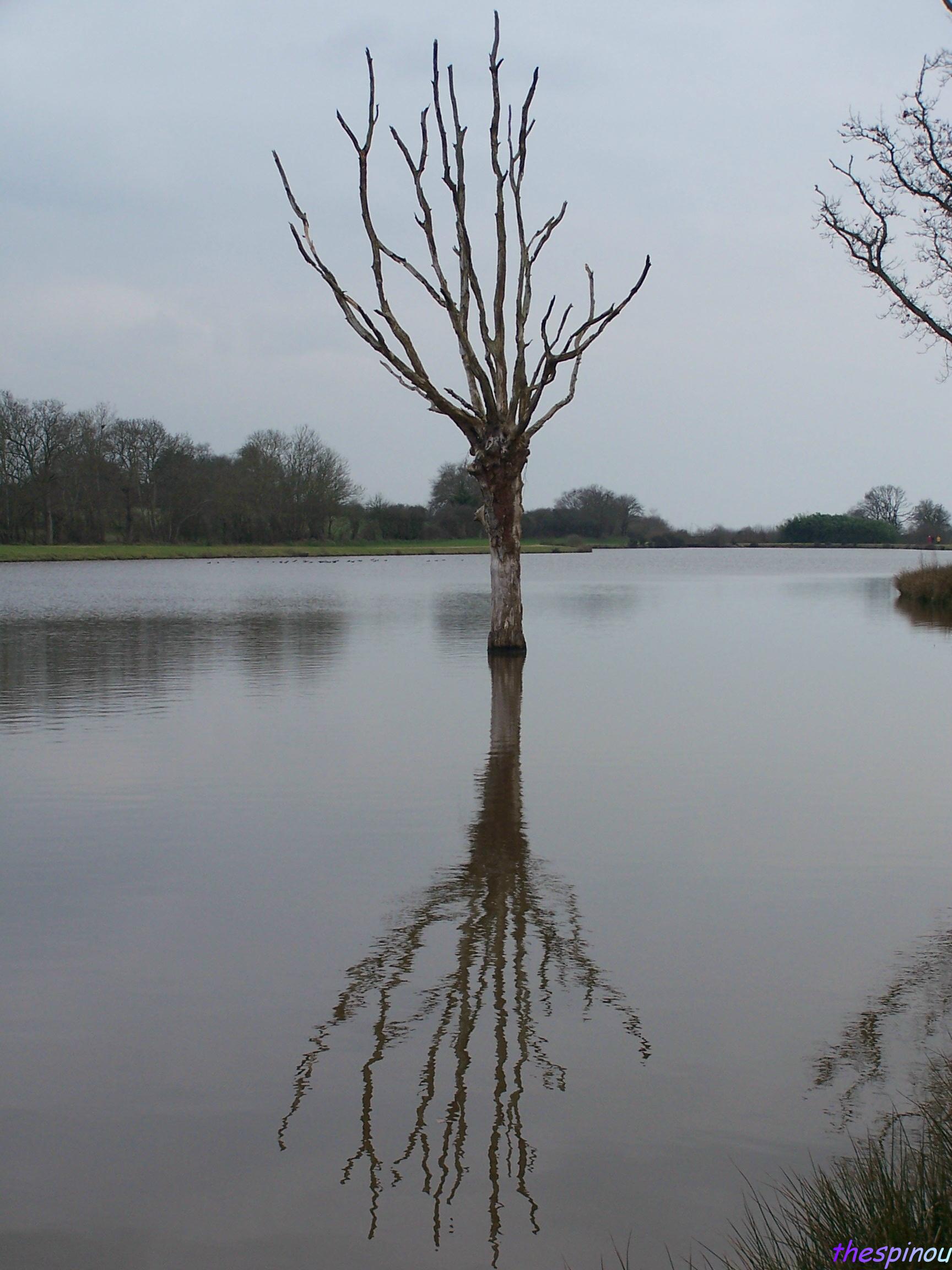 Wallpapers Nature Trees - Forests un arbre avec son reflet