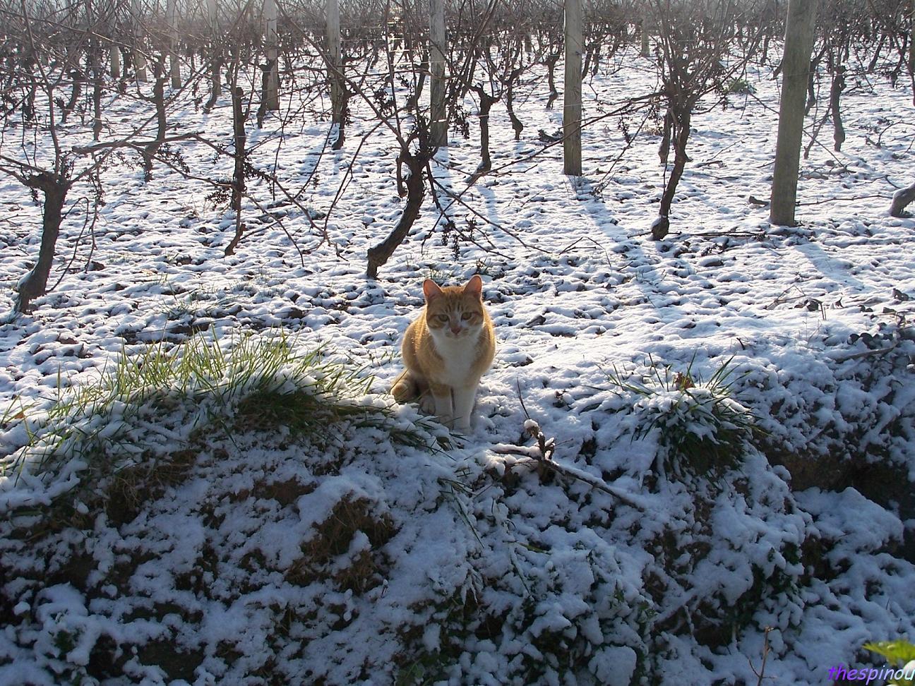 Fonds d'cran Animaux Chats - Chatons buz