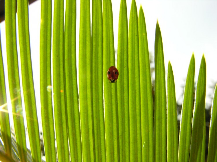 Fonds d'cran Animaux Insectes - Coccinelles Coccinelle