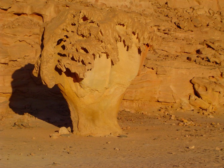 Fonds d'cran Nature Dserts Champignon, Egypte, Sinai