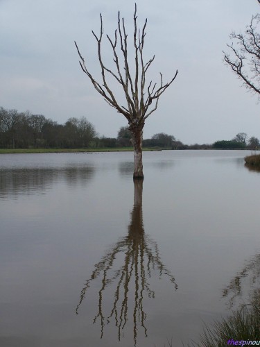 Fonds d'cran Nature Arbres - Forts un arbre avec son reflet