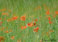 Fonds d'cran Nature Coquelicots2