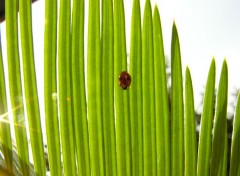 Fonds d'cran Animaux Coccinelle