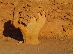 Fonds d'cran Nature Champignon, Egypte, Sinai