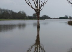 Fonds d'cran Nature un arbre avec son reflet