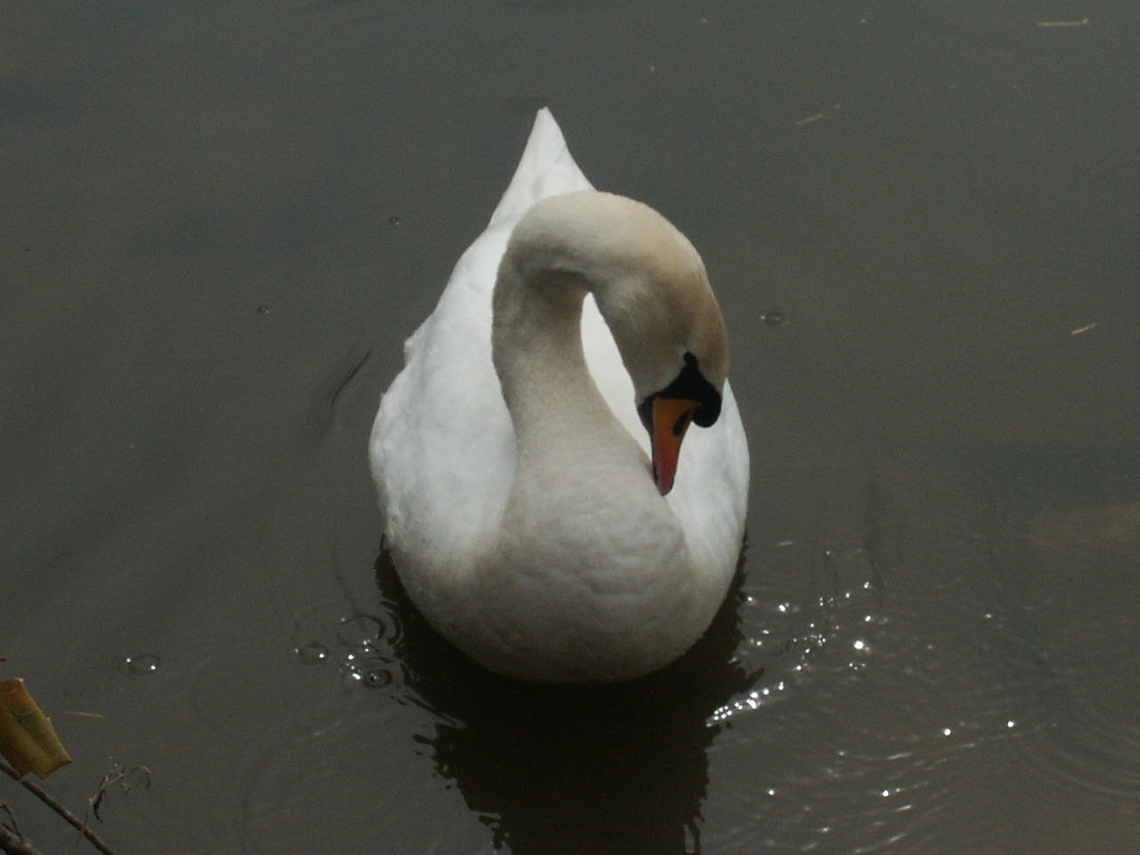 Fonds d'cran Animaux Oiseaux - Canards Cygne