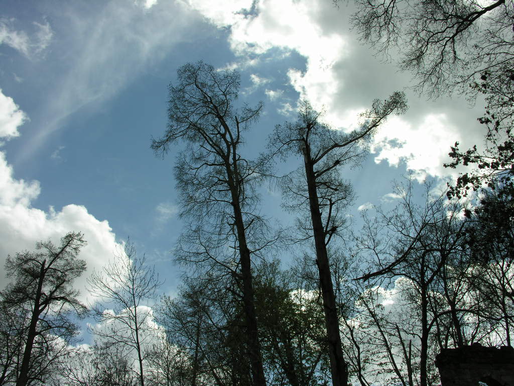 Fonds d'cran Nature Arbres - Forts 