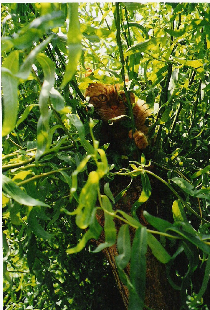 Fonds d'cran Animaux Chats - Chatons Garfield dans la jungle !