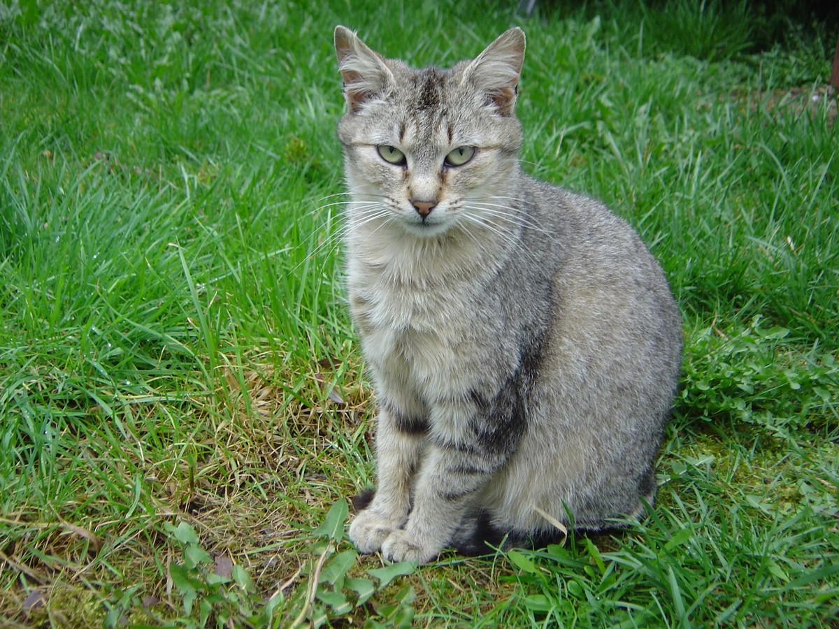 Fonds d'cran Animaux Chats - Chatons misty..