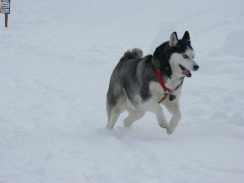 Fonds d'cran Animaux Chiens la neige rend fou