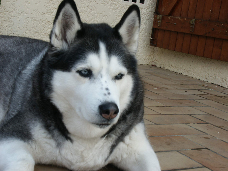 Fonds d'cran Animaux Chiens la sentinelle est reveille