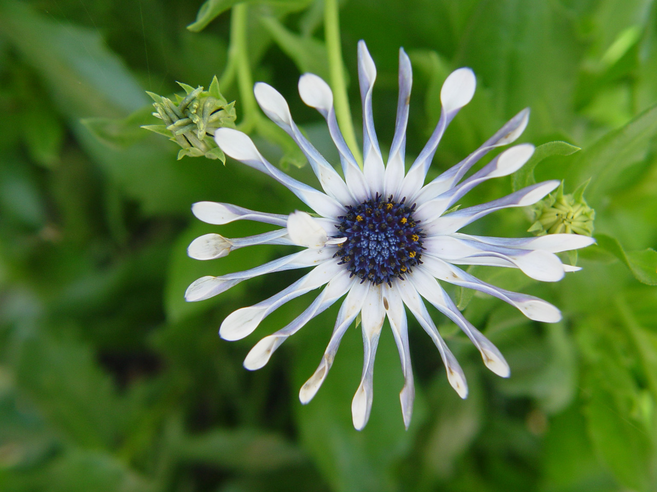 Fonds d'cran Nature Fleurs Fleur de jardin