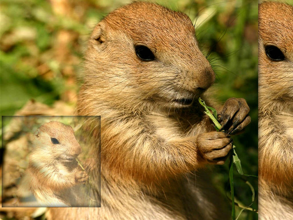 Fonds d'cran Animaux Rongeurs - Marmottes Marmotte