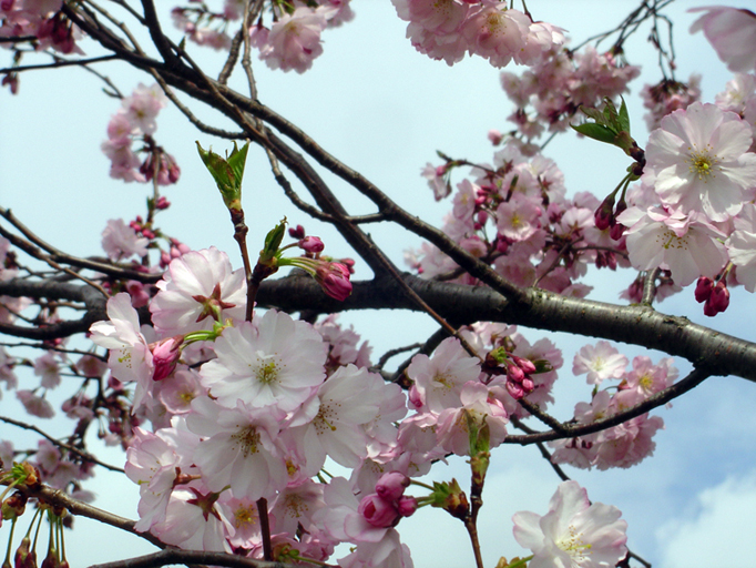 Wallpapers Nature Flowers Le printemps