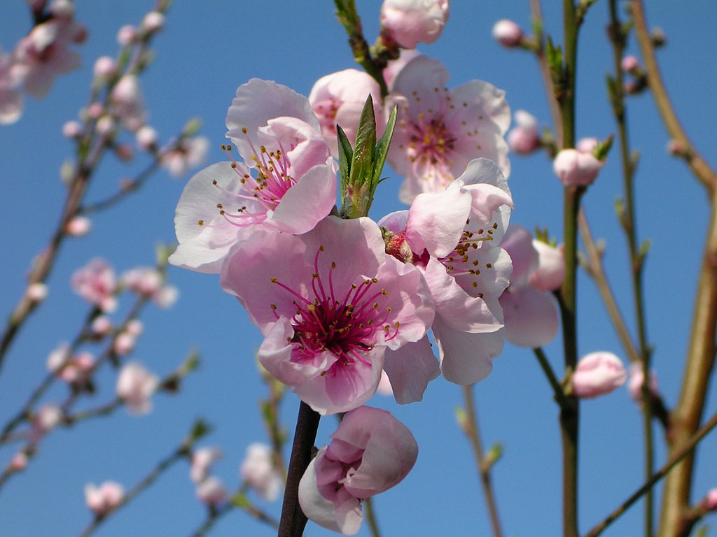 Fonds d'cran Nature Fleurs Fleurs de pchers  le jour du printemps