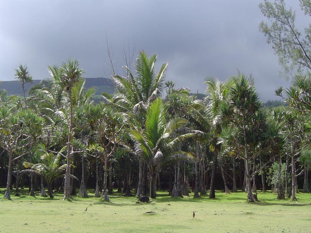 Fonds d'cran Voyages : Afrique La Runion plantation de cocotiers