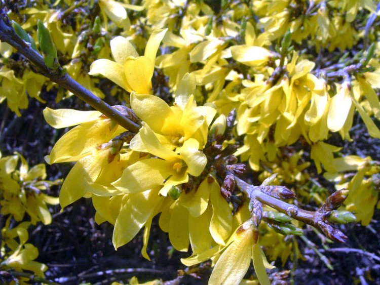 Fonds d'cran Nature Fleurs C'est de saison !