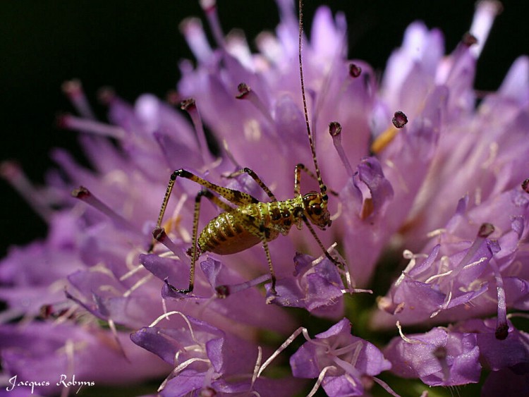 Fonds d'cran Animaux Insectes - Divers Insecte2