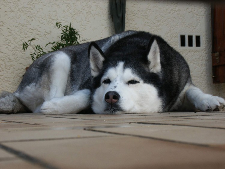 Fonds d'cran Animaux Chiens la sentinelle au repos