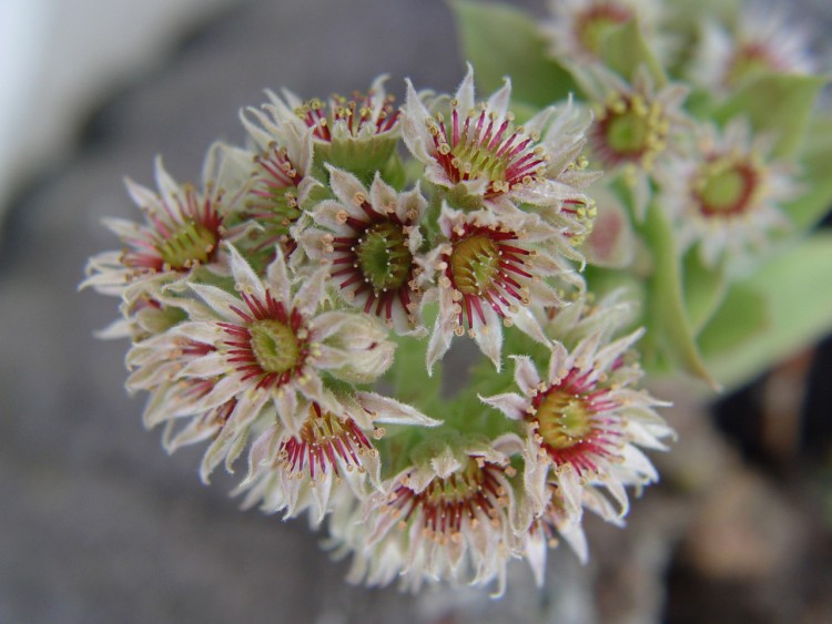 Fonds d'cran Nature Fleurs Fleur de jardin