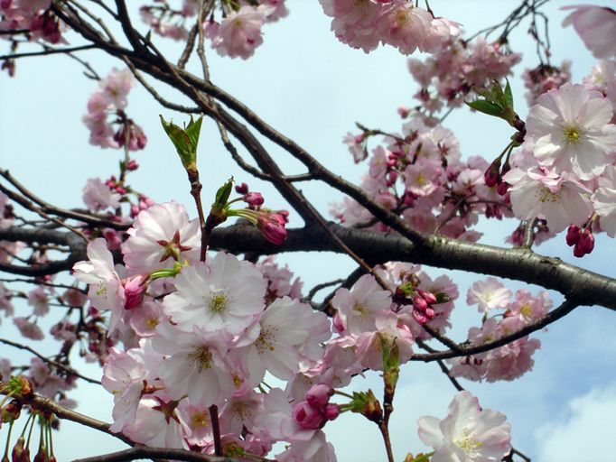 Wallpapers Nature Flowers Le printemps