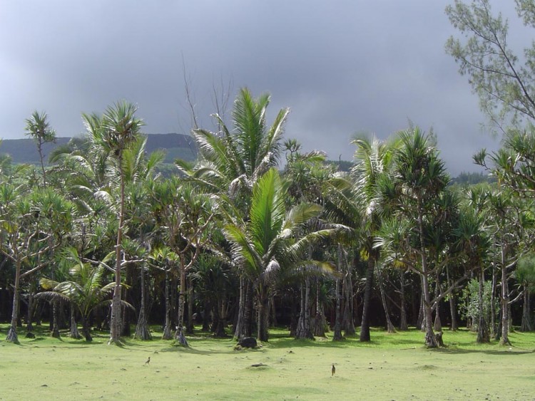 Fonds d'cran Voyages : Afrique La Runion plantation de cocotiers