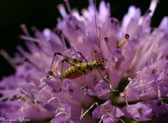 Fonds d'cran Animaux Insecte2