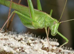 Fonds d'cran Animaux Cricket1