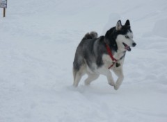 Fonds d'cran Animaux la neige rend fou