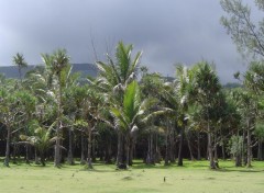 Fonds d'cran Voyages : Afrique plantation de cocotiers