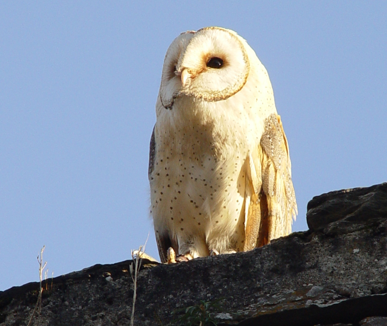 Fonds d'cran Animaux Oiseaux - Rapaces divers 