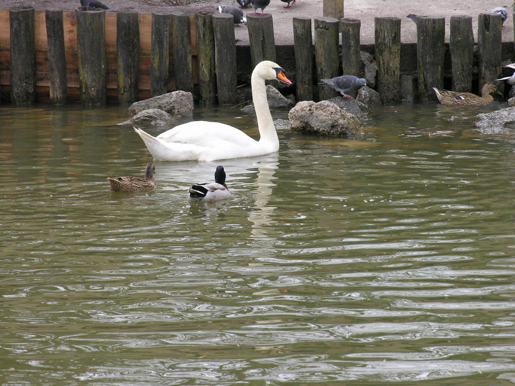 Wallpapers Animals Birds - Ducks 