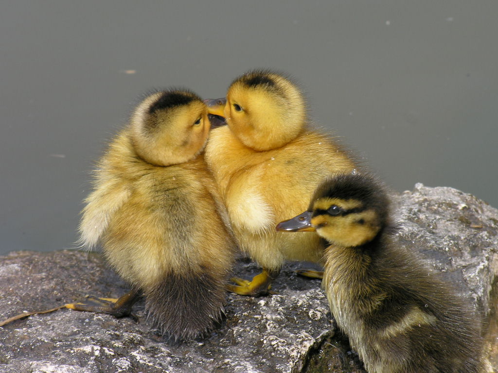 Fonds d'cran Animaux Oiseaux - Canards Ils sont tout neufs