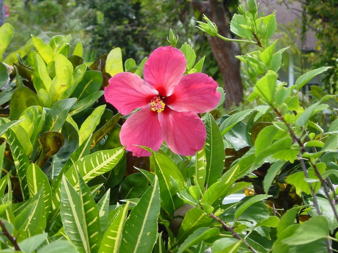 Wallpapers Nature Flowers fleur xotique de Guadeloupe