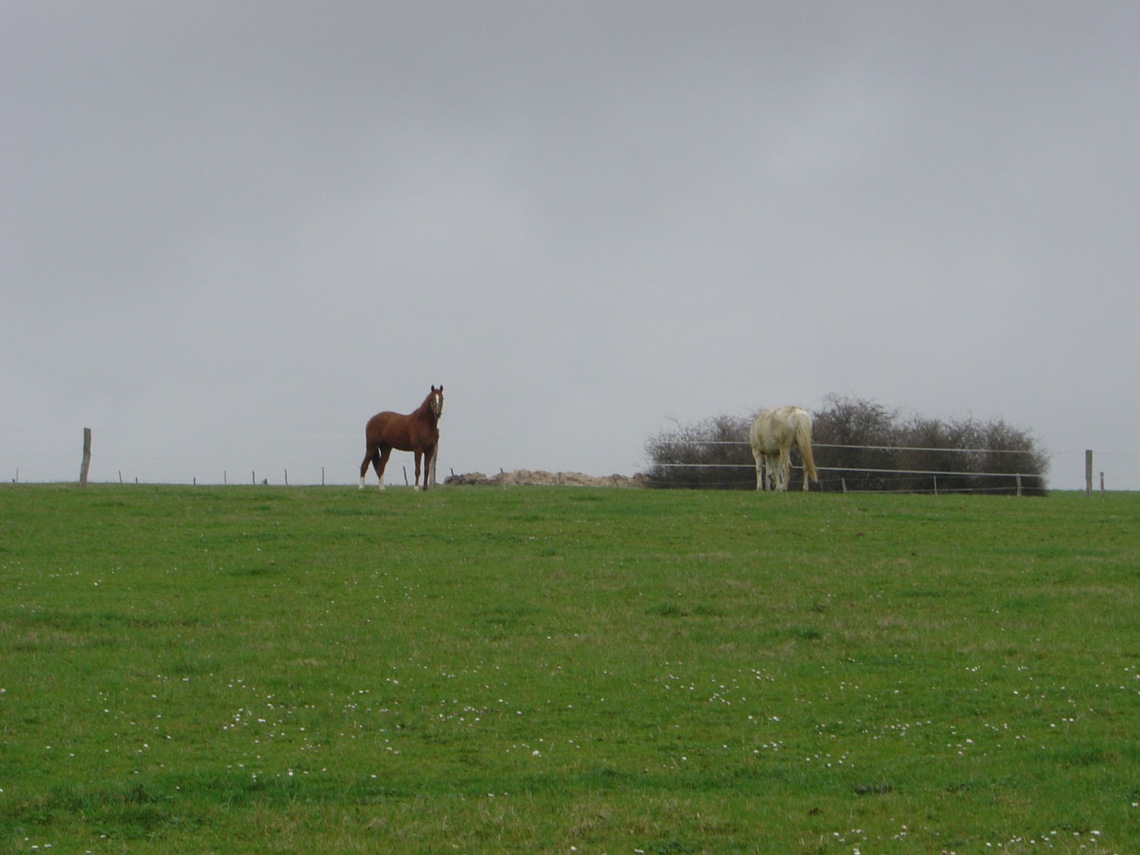 Wallpapers Animals Horses chevaux