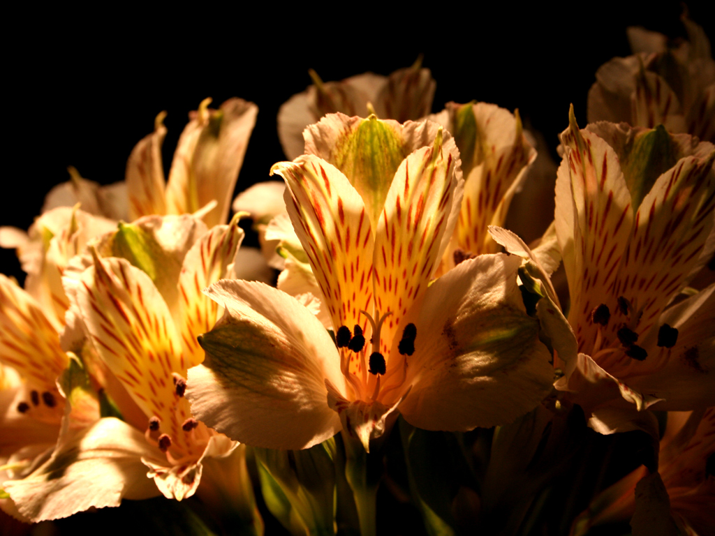 Fonds d'cran Nature Fleurs 